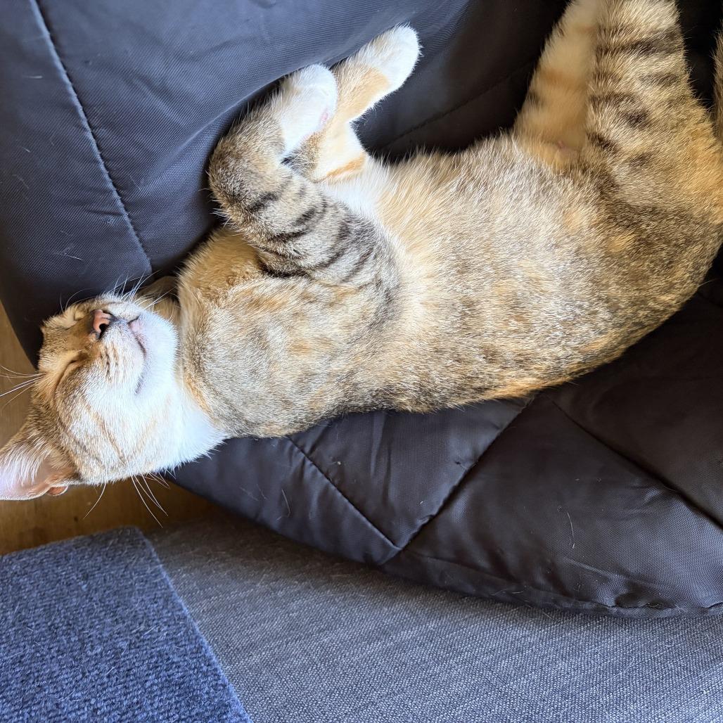 Enlarge Duchess, a Adoptable Domestic Short Hair in Costa Mesa, CA image 4/6
