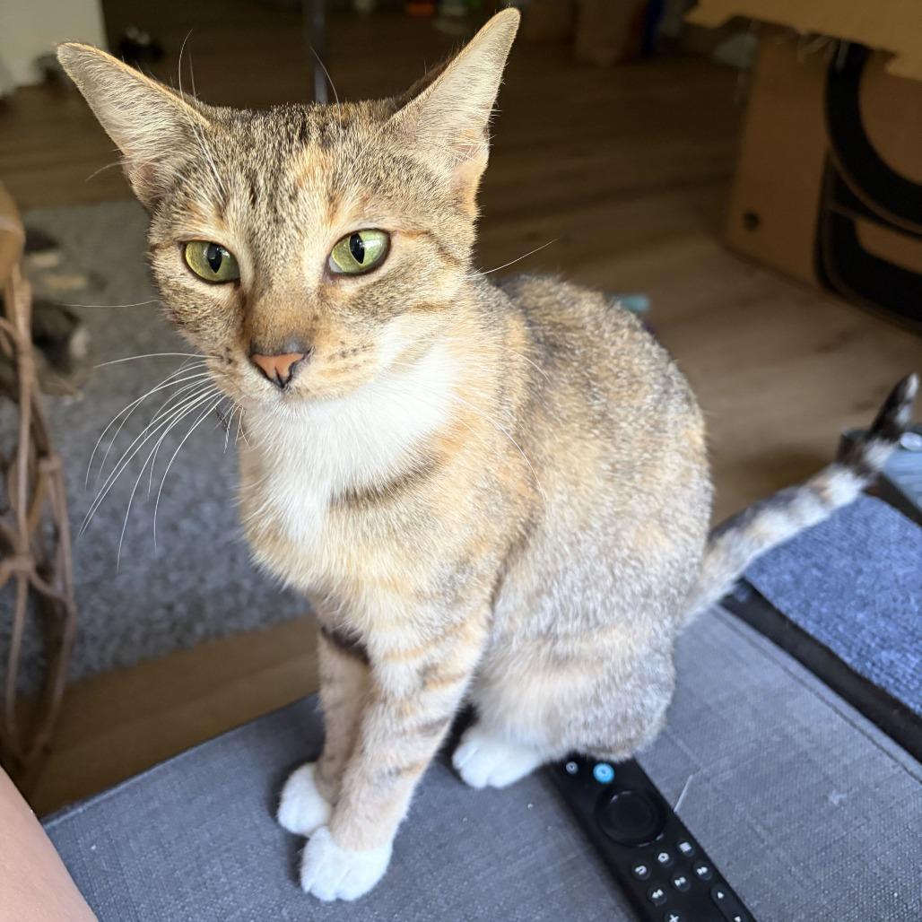 Enlarge Duchess, a Adoptable Domestic Short Hair in Costa Mesa, CA image 6/6