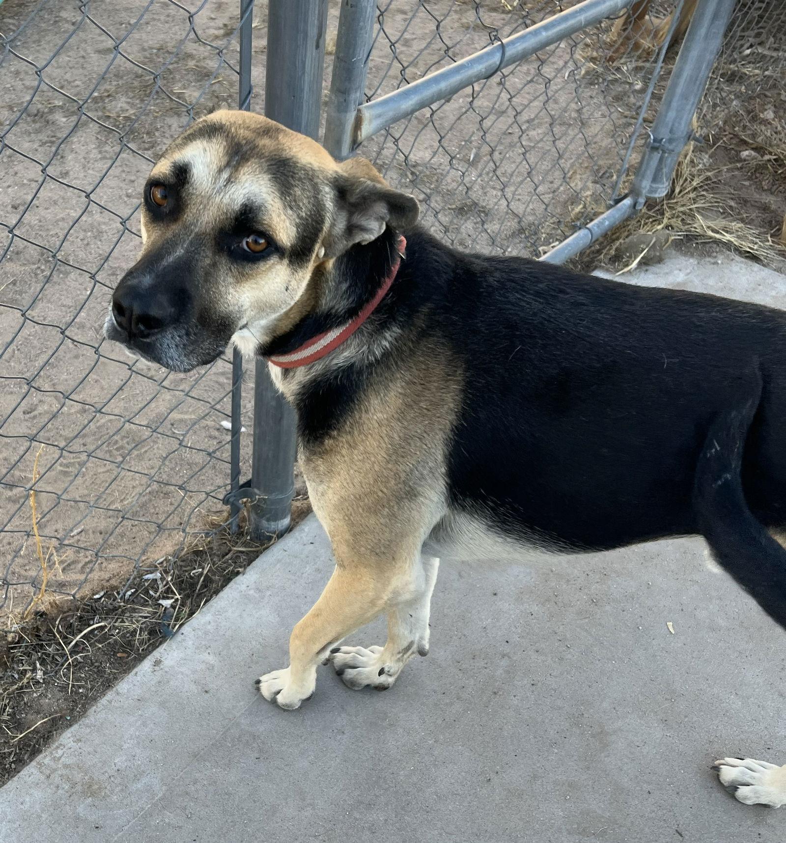 Enlarge Frodo, a Adoptable Boxer in Williamsburg, NM image 2/2