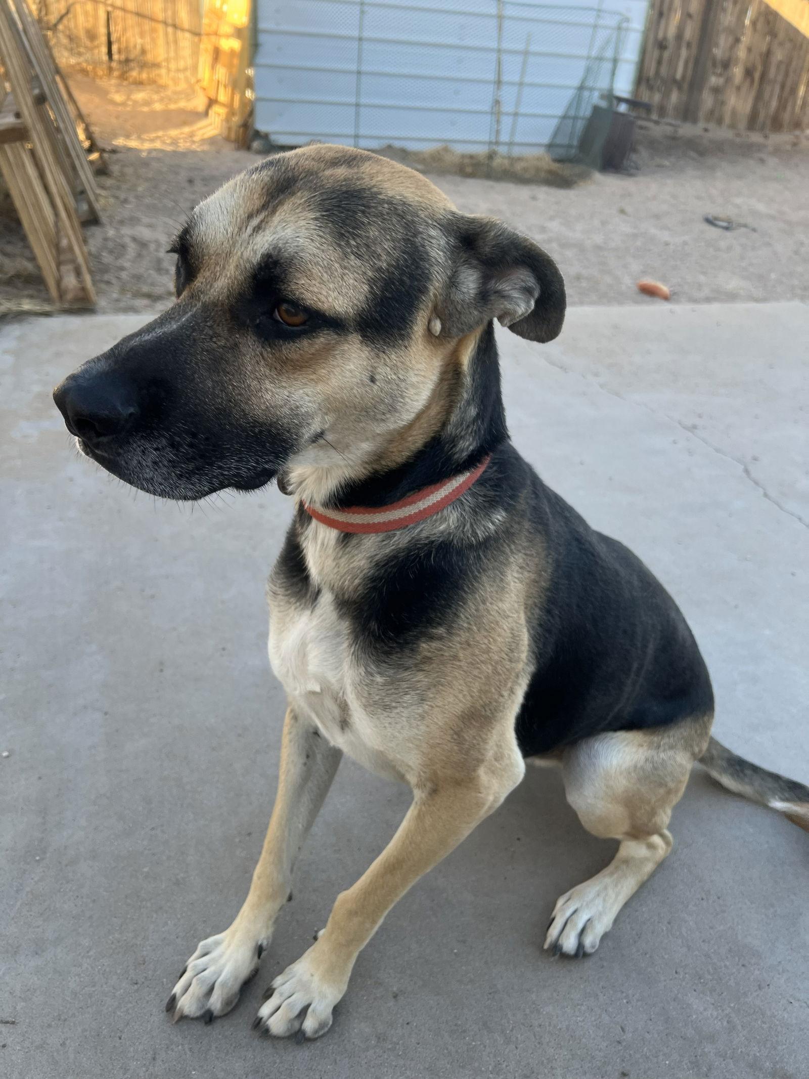 Frodo, Adoptable, Adult Male Boxer.