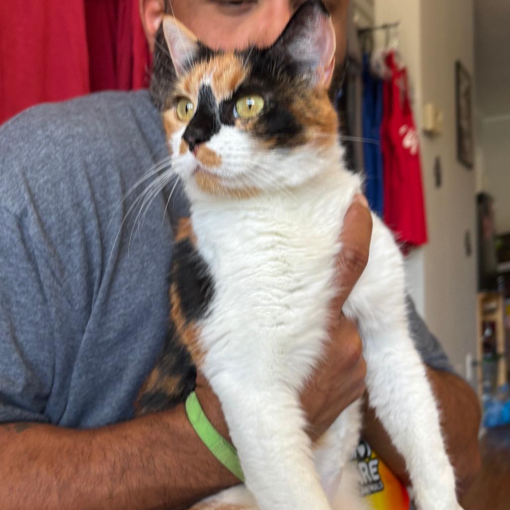 Jasmine V 26-082, a Adoptable Domestic Short Hair in Little Rock, AR image 2/4