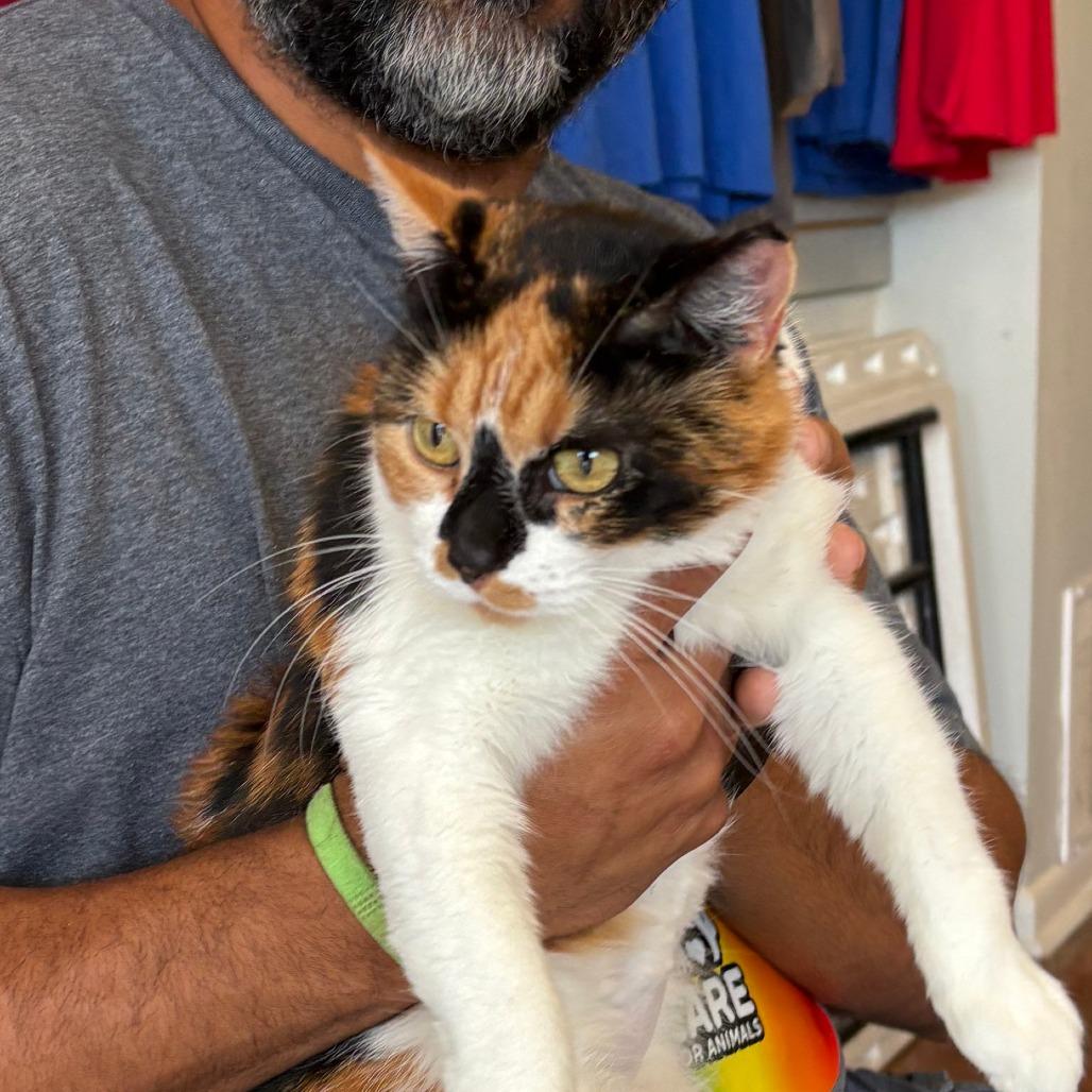 Jasmine V 26-082, a Adoptable Domestic Short Hair in Little Rock, AR image 3/4