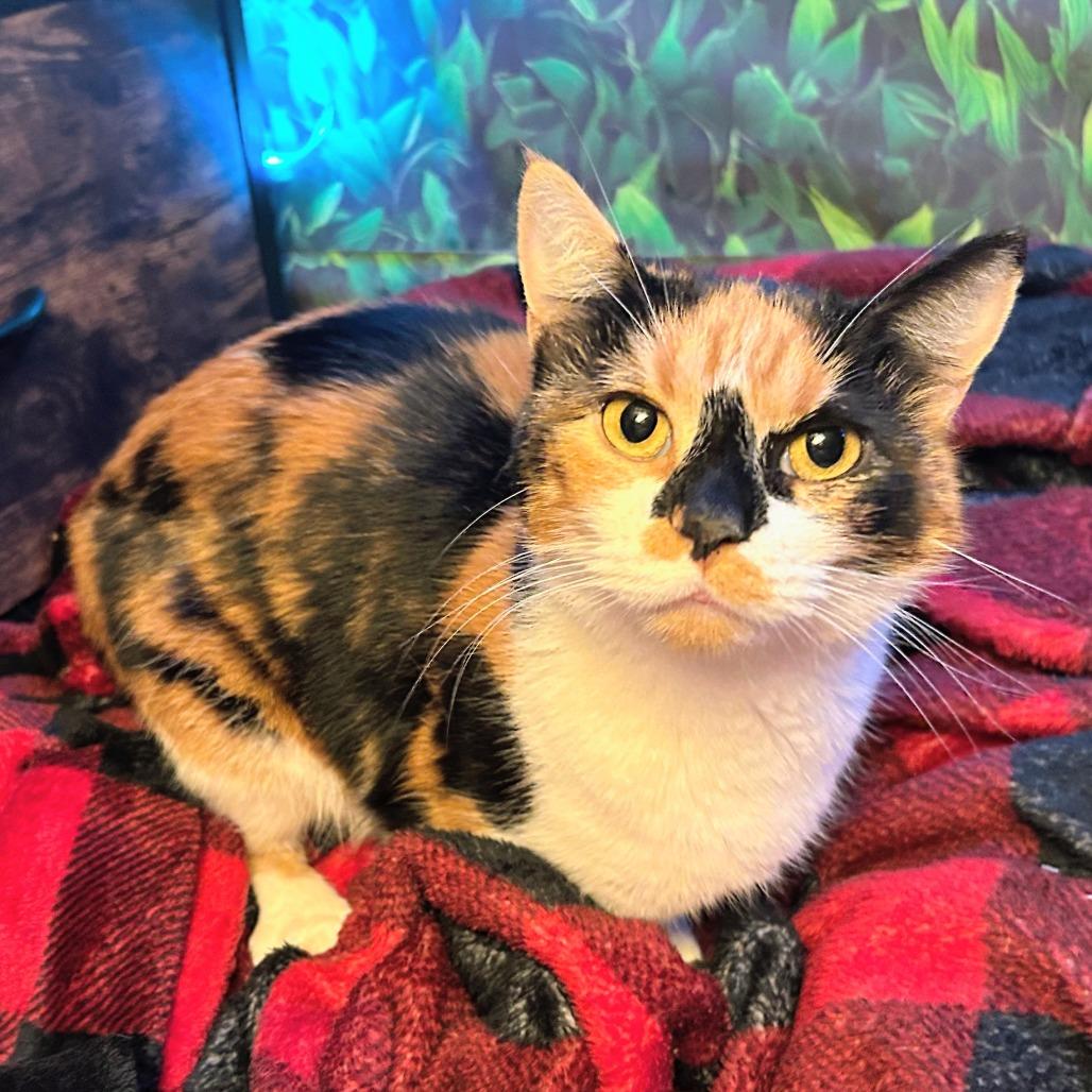 Jasmine V 26-082, a Adoptable Domestic Short Hair in Little Rock, AR image 4/4