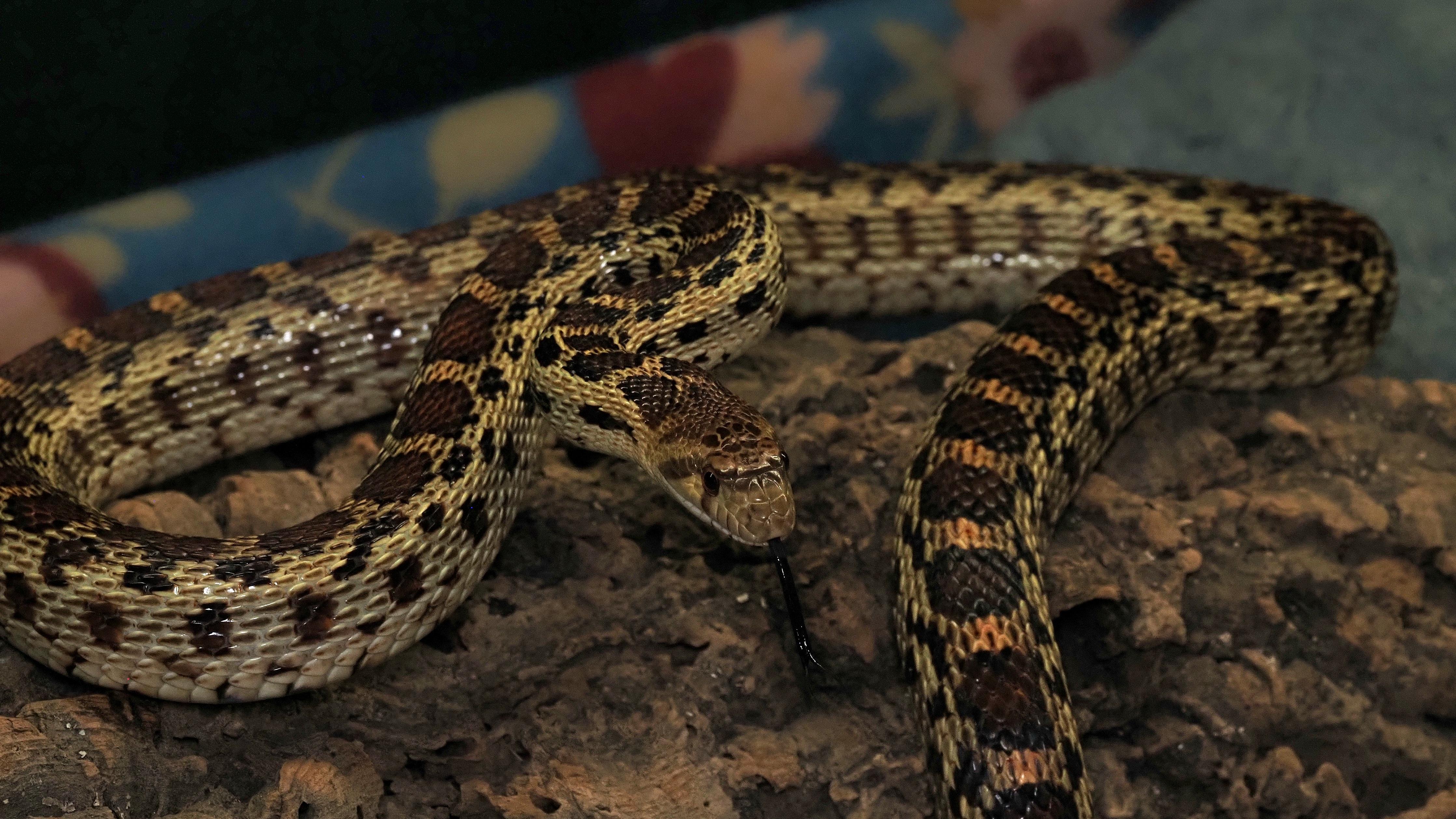 Enlarge Shawna - Pine Snake, a ADOPTABLE Snake in Tacoma, WA image 2/2