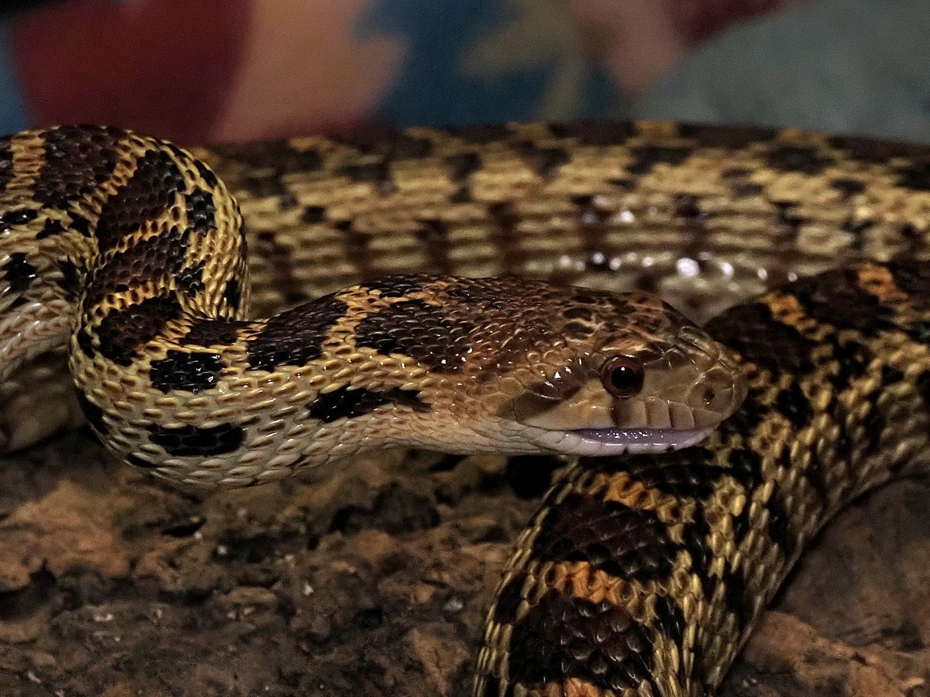 Shawna - Pine Snake, ADOPTABLE, Adult Female Snake.