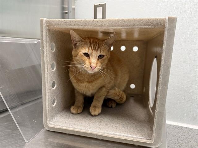 CLOVER, Adoptable, Young Male Domestic Short Hair.