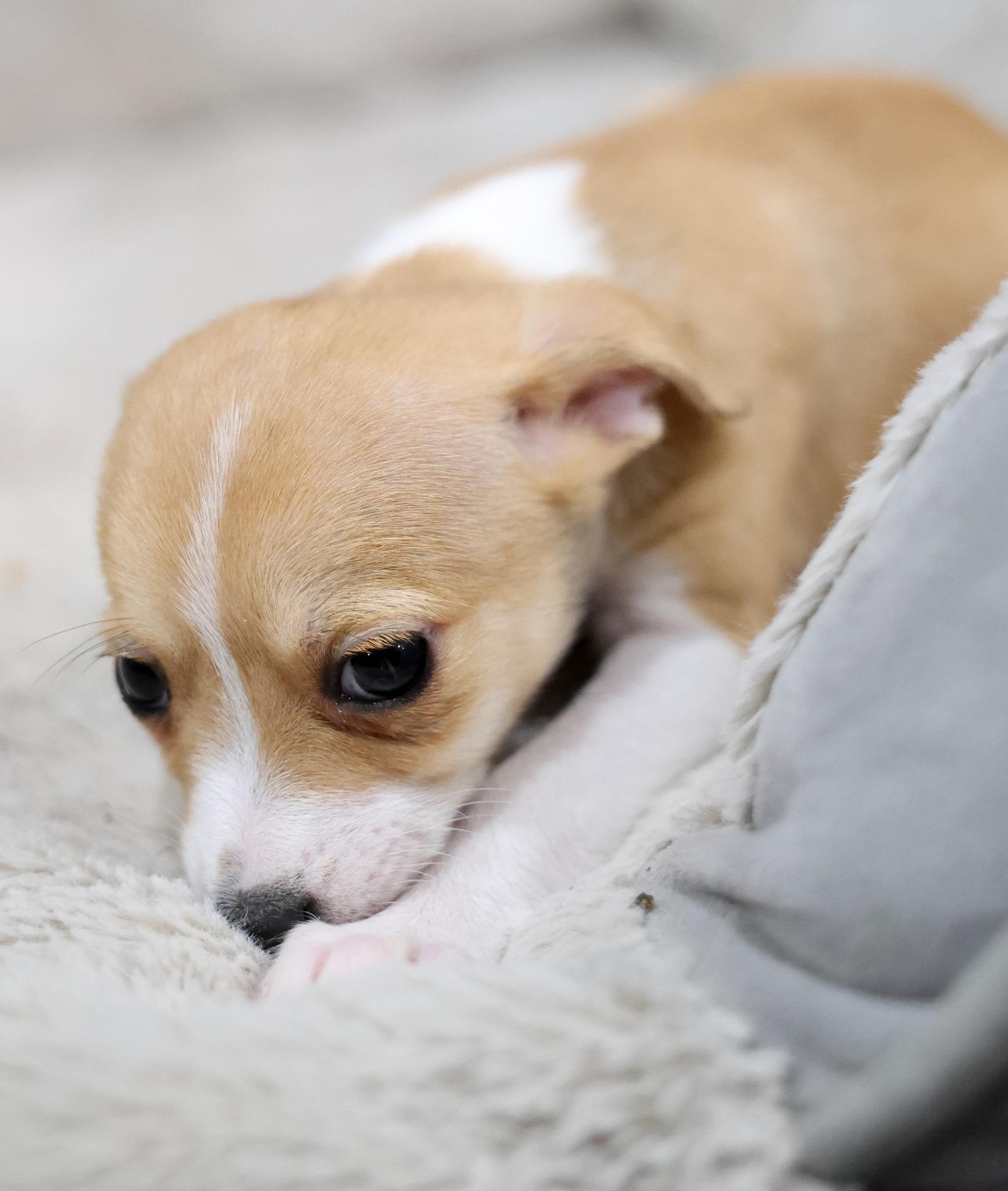 Enlarge Halcyon, an adoptable mixed breed in Palatine, IL image 3/5