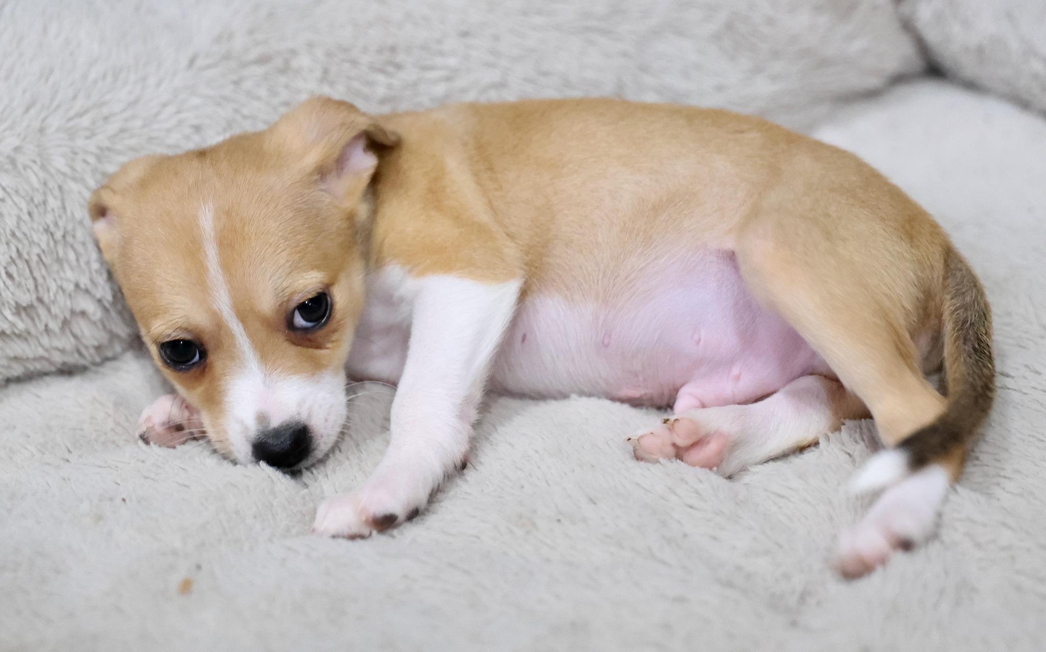 Enlarge Halcyon, an adoptable mixed breed in Palatine, IL image 2/5