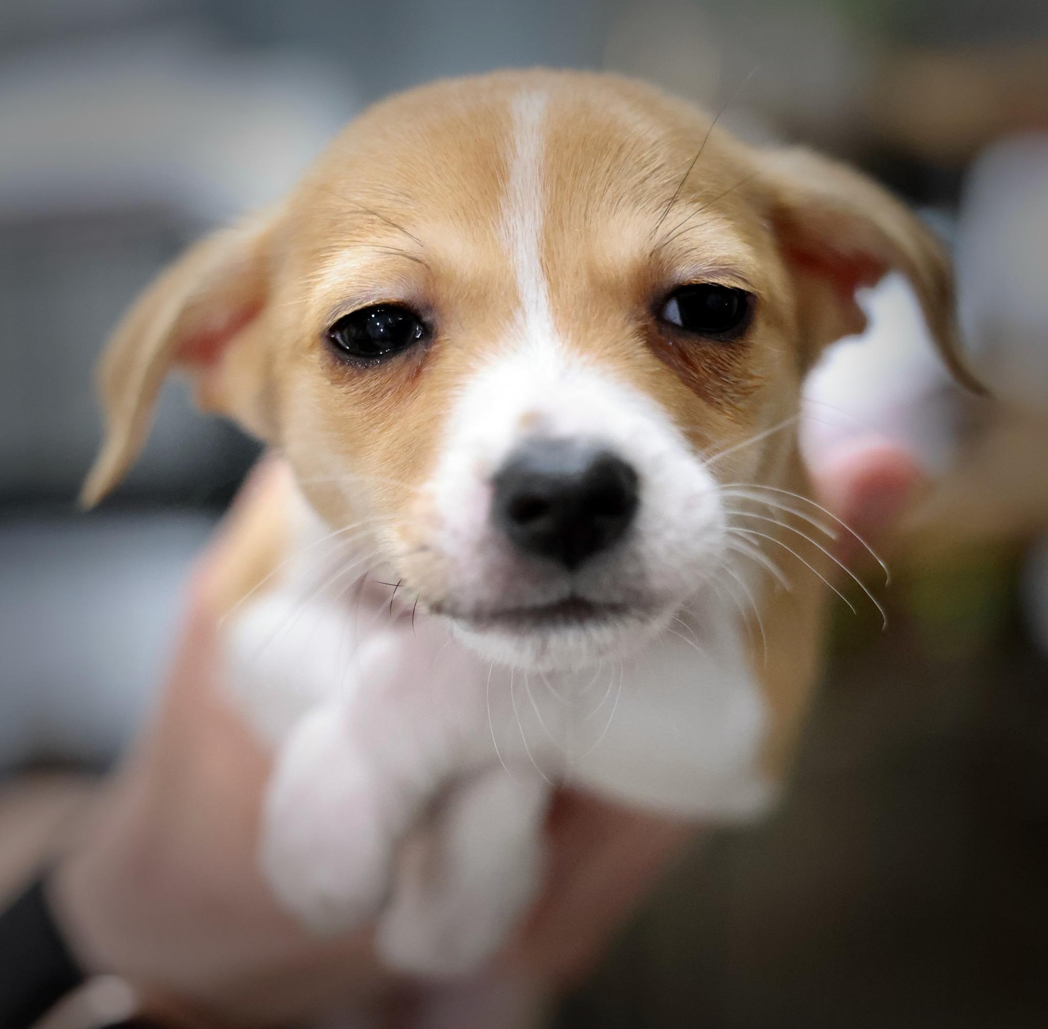 Enlarge Halcyon, an adoptable mixed breed in Palatine, IL image 1/5