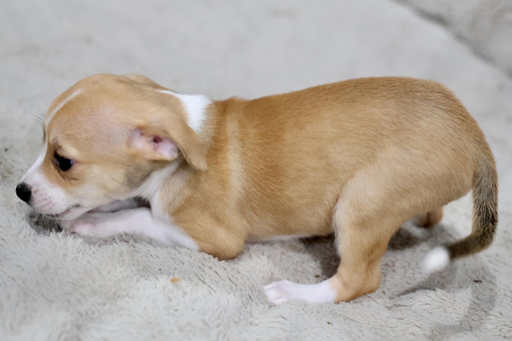 Enlarge Halcyon, an adoptable mixed breed in Palatine, IL image 4/5