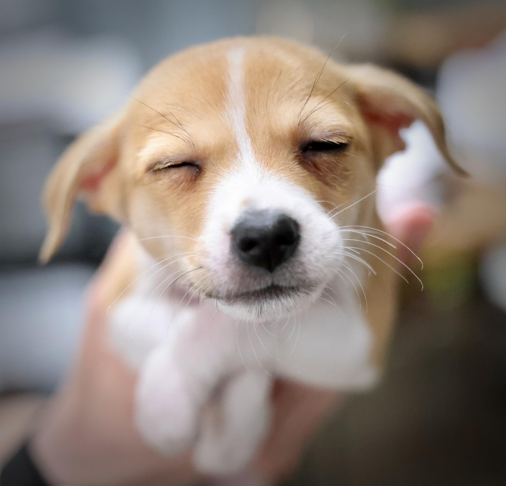 Enlarge Halcyon, an adoptable mixed breed in Palatine, IL image 5/5