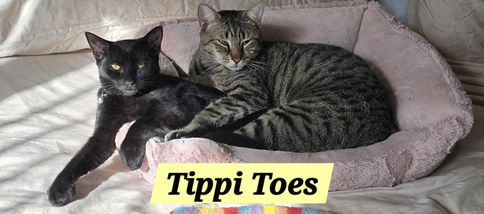 Tippy Toes, Adoptable, Young Female Domestic Short Hair.