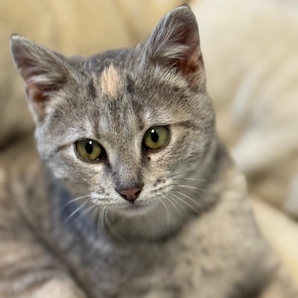 Enlarge Stacy, a Adoptable Domestic Short Hair in Chariton, IA image 2/6