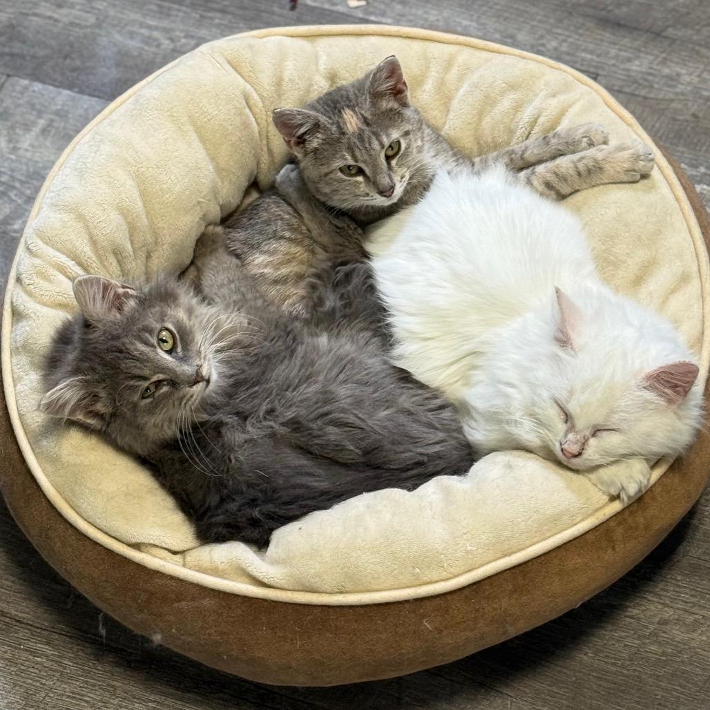 Enlarge Stacy, a Adoptable Domestic Short Hair in Chariton, IA image 3/6