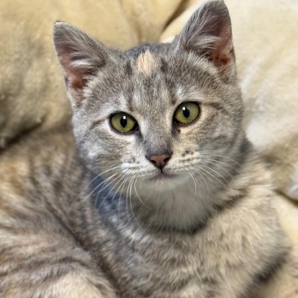 Enlarge Stacy, a Adoptable Domestic Short Hair in Chariton, IA image 4/6