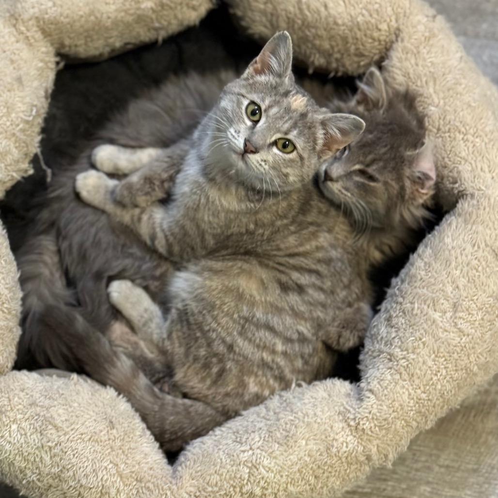 Enlarge Stacy, a Adoptable Domestic Short Hair in Chariton, IA image 5/6