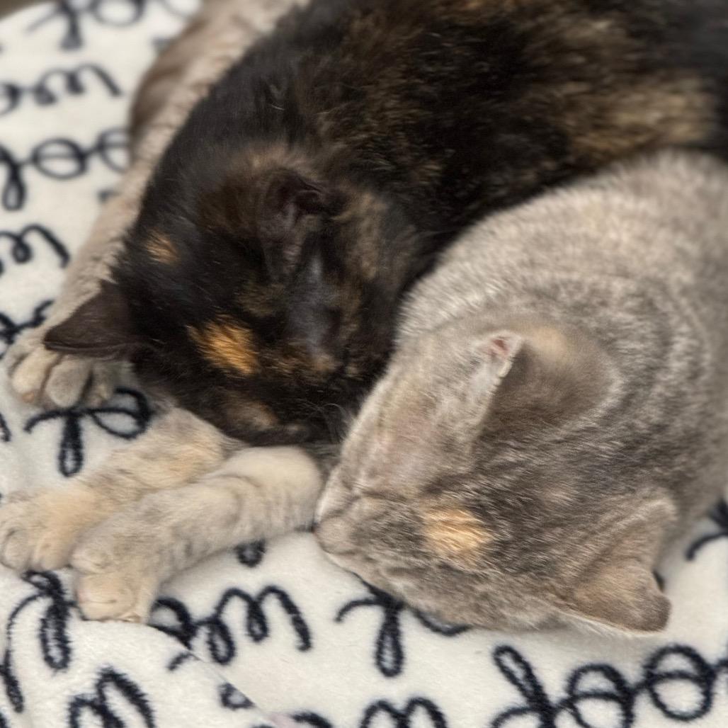 Enlarge Stacy, a Adoptable Domestic Short Hair in Chariton, IA image 6/6