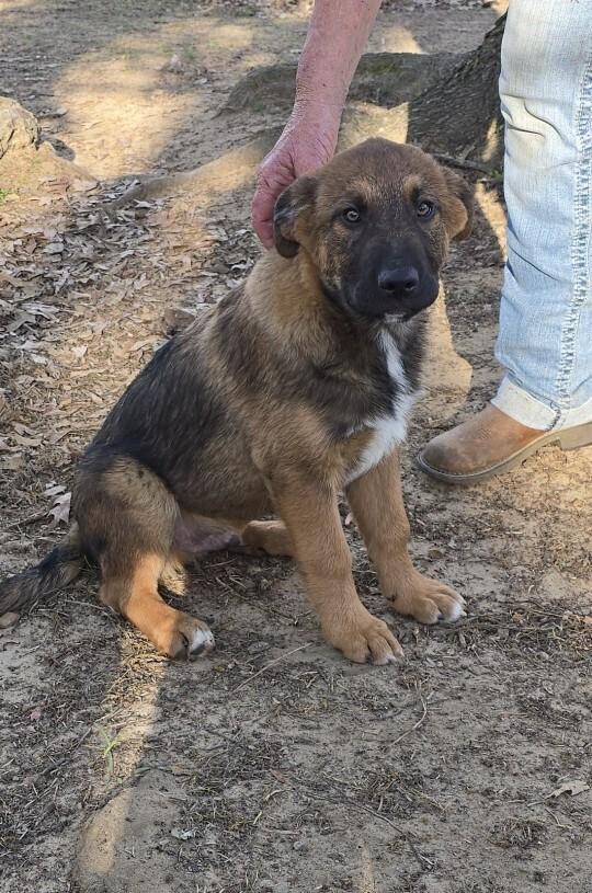 Enlarge Pickle, a Adoptable mixed breed in Henniker, NH image 1/1