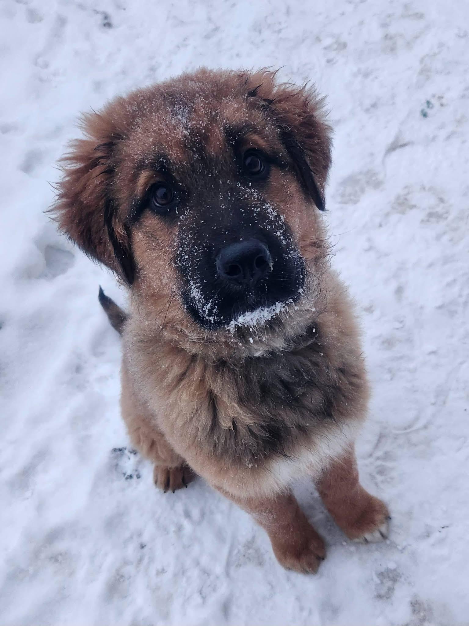 Husk, an adopted mixed breed in Saskatoon, SK image 3/6
