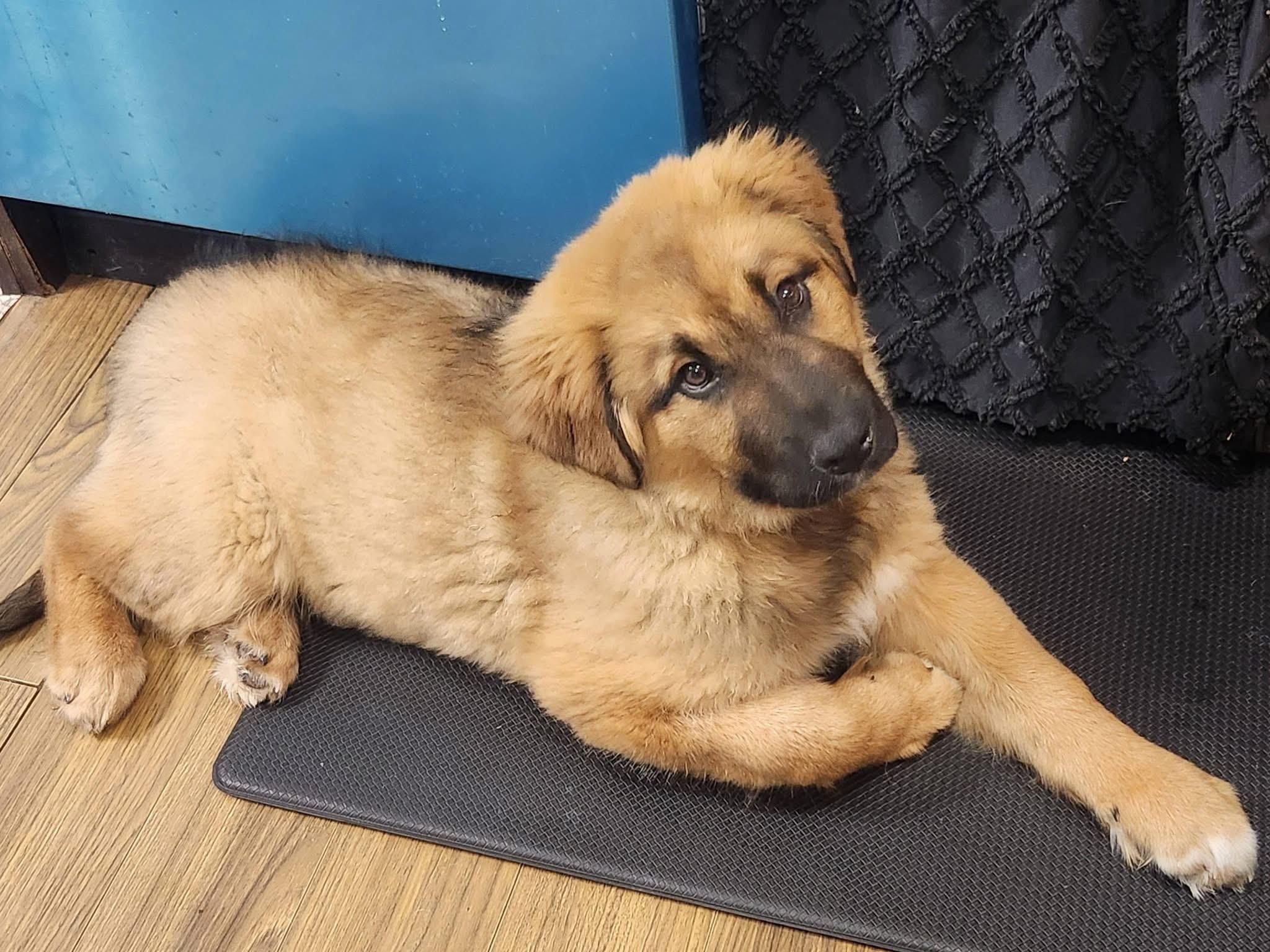 Husk, adopted, Puppy Female Mixed Breed.