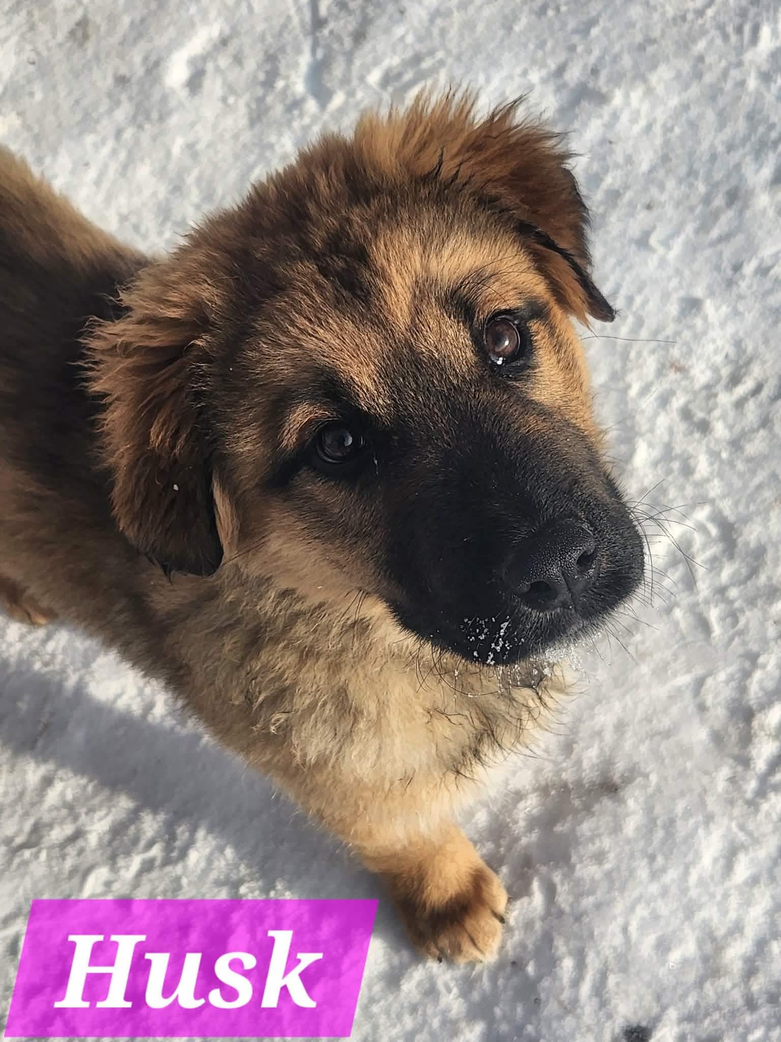 Husk, Adoptable, Puppy Female Mixed Breed.