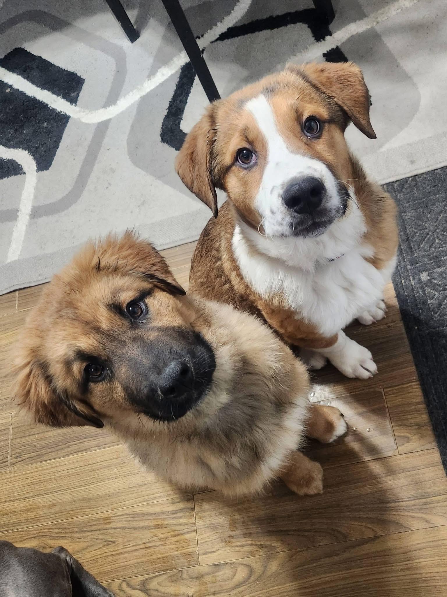 Husk, an adopted mixed breed in Saskatoon, SK image 6/6