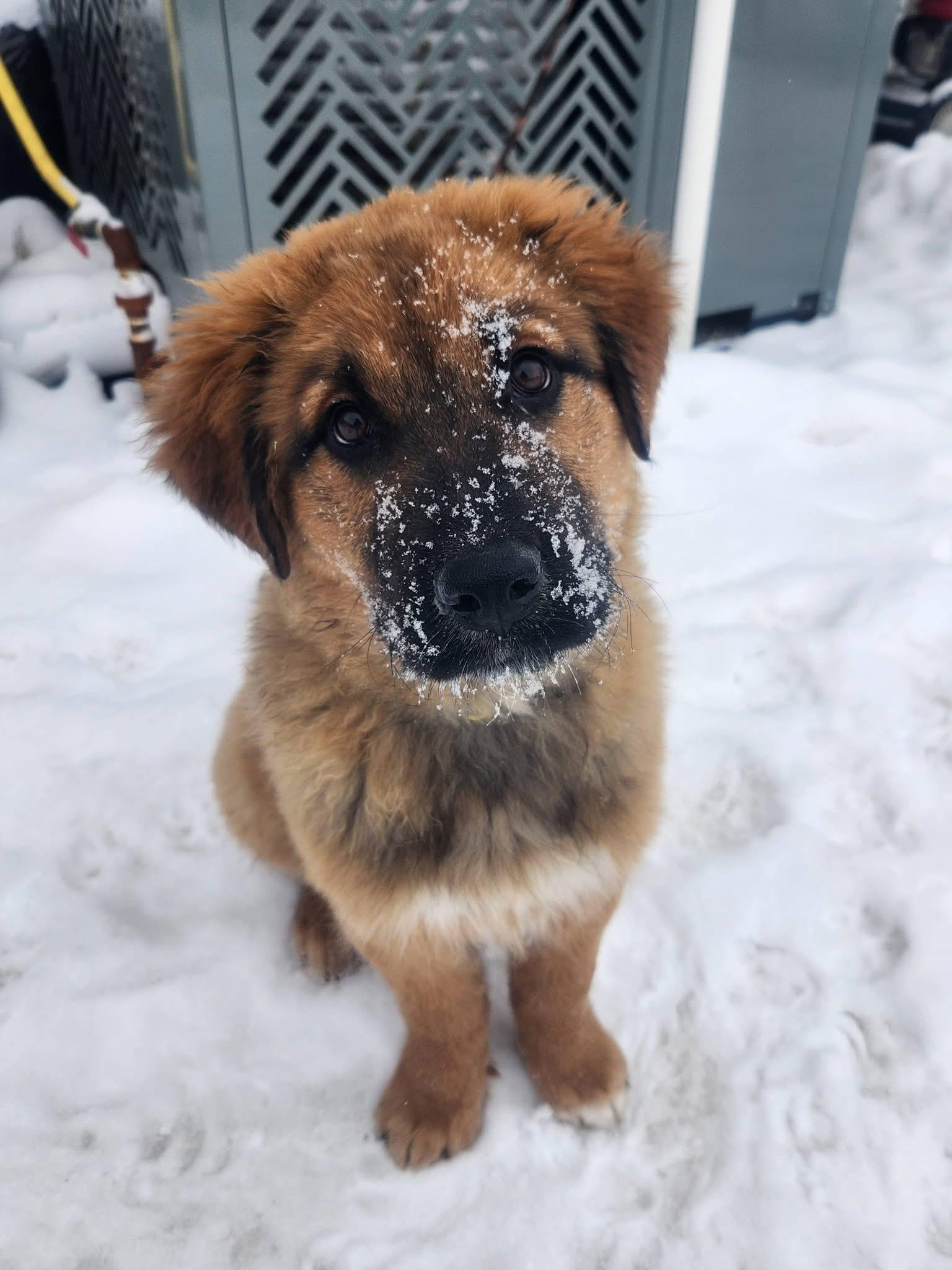 Husk, an adopted mixed breed in Saskatoon, SK image 5/6