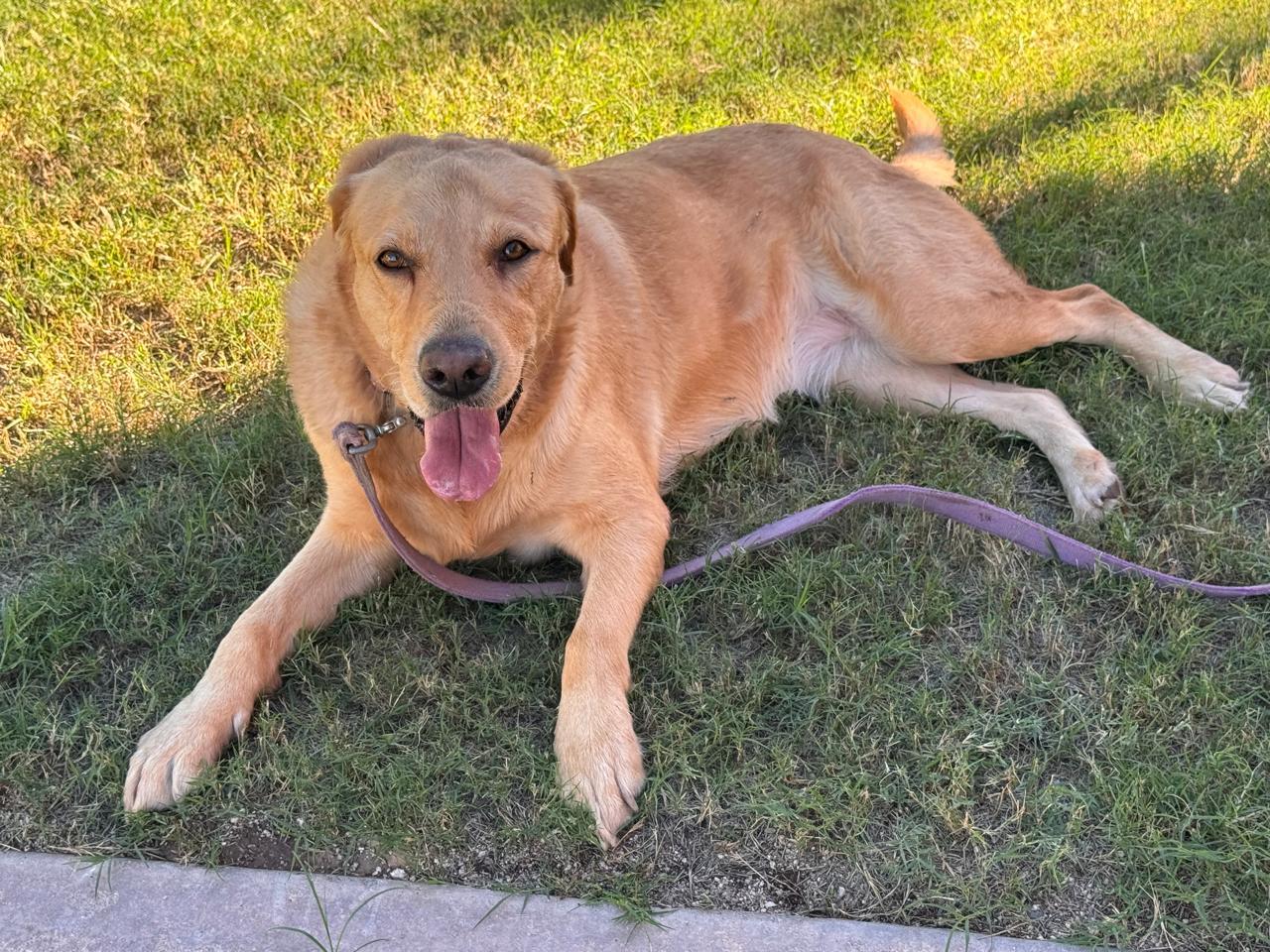 Enlarge Ahcheh, a ADOPTABLE Labrador Retriever in Vancouver, BC image 1/4