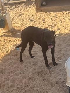 Enlarge Modelo, a Adoptable mixed breed in Puerto Penasco, SON image 1/4