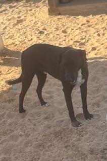 Enlarge Modelo, a Adoptable mixed breed in Puerto Penasco, SON image 2/4