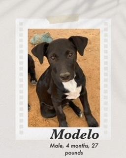 Modelo, Adoptable, Adult Male Labrador Retriever.