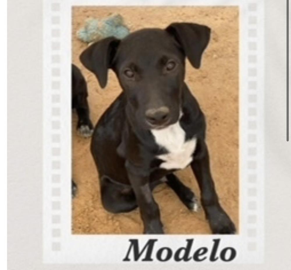 Modelo, a Adoptable mixed breed in Puerto Penasco, SON image 2/2