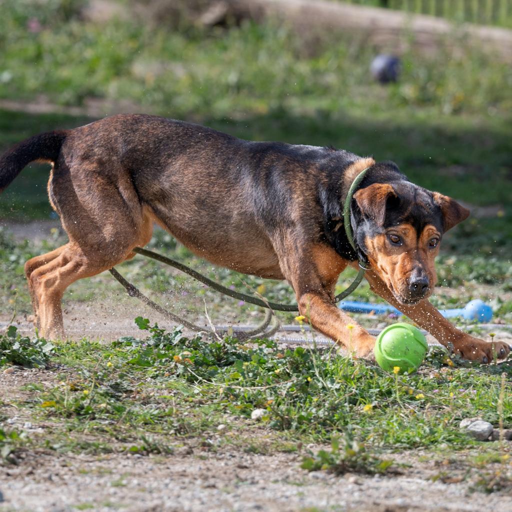 Lollipop, Adoptable, Senior Female Mixed Breed.
