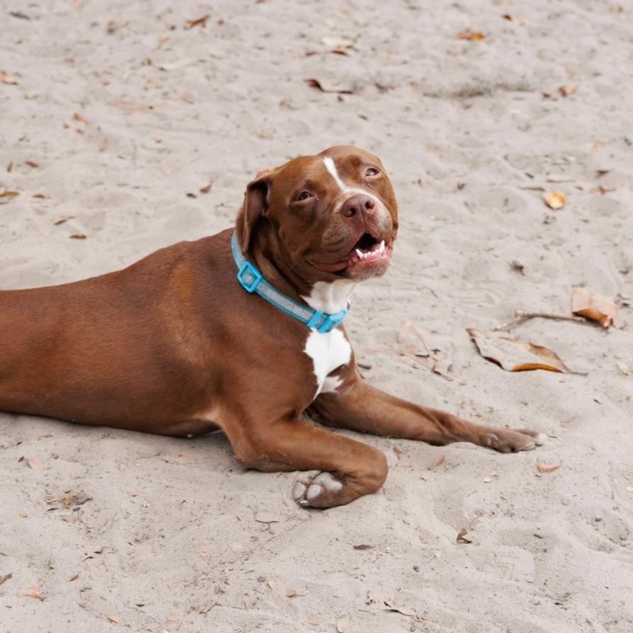 Snickerdoodle, a Adoptable Mixed Breed in Gainesville, FL image 2/6