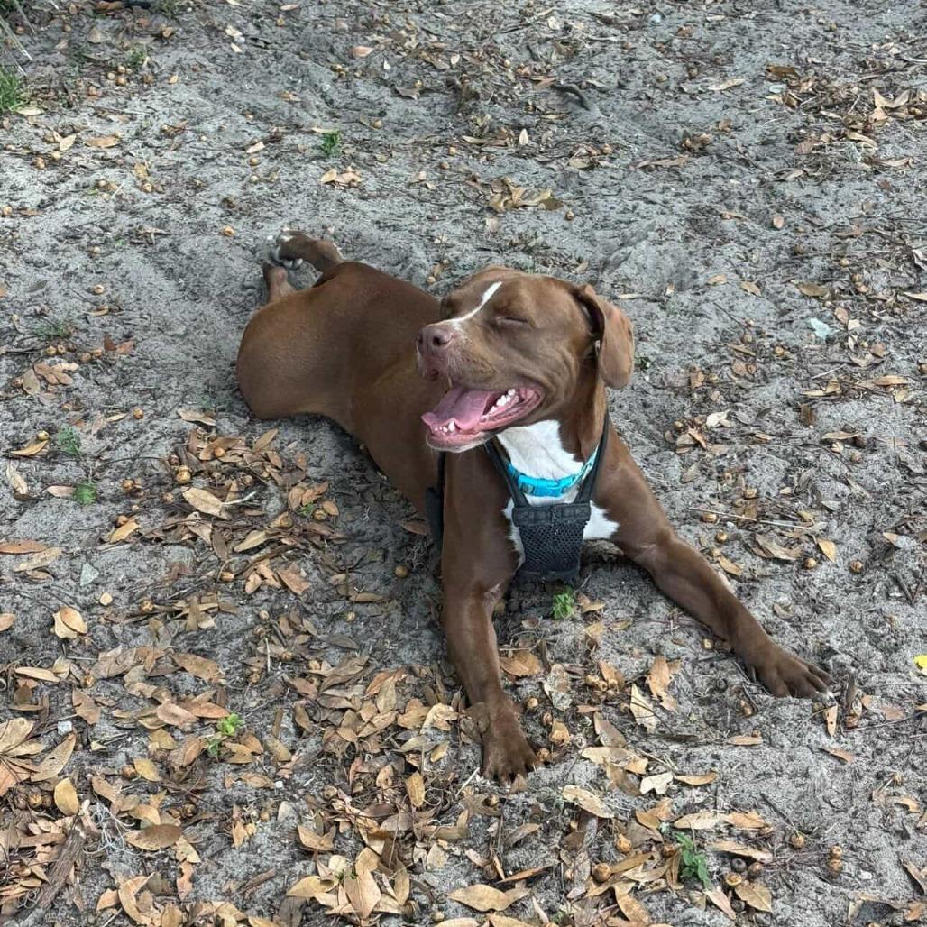 Snickerdoodle, a Adoptable Mixed Breed in Gainesville, FL image 3/6