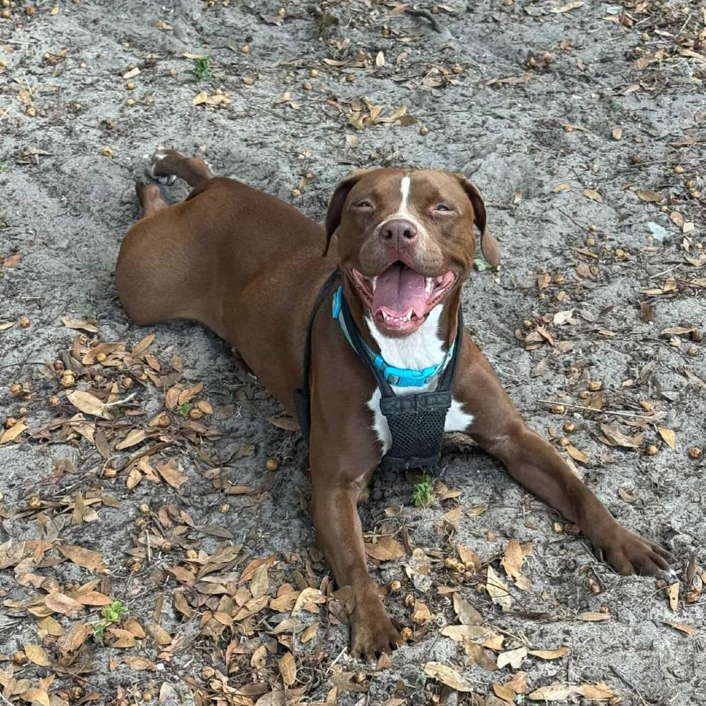Snickerdoodle, a Adoptable Mixed Breed in Gainesville, FL image 4/6