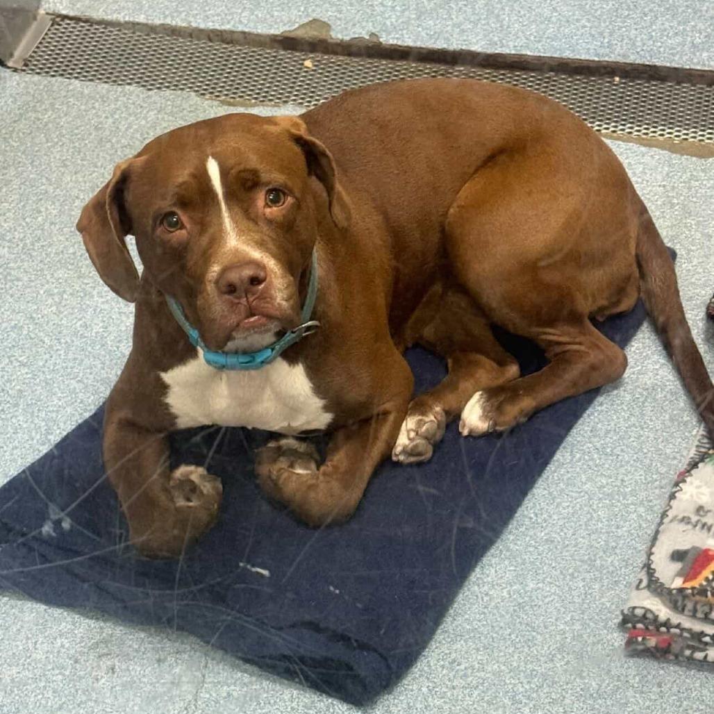 Snickerdoodle, a Adoptable Mixed Breed in Gainesville, FL image 5/6