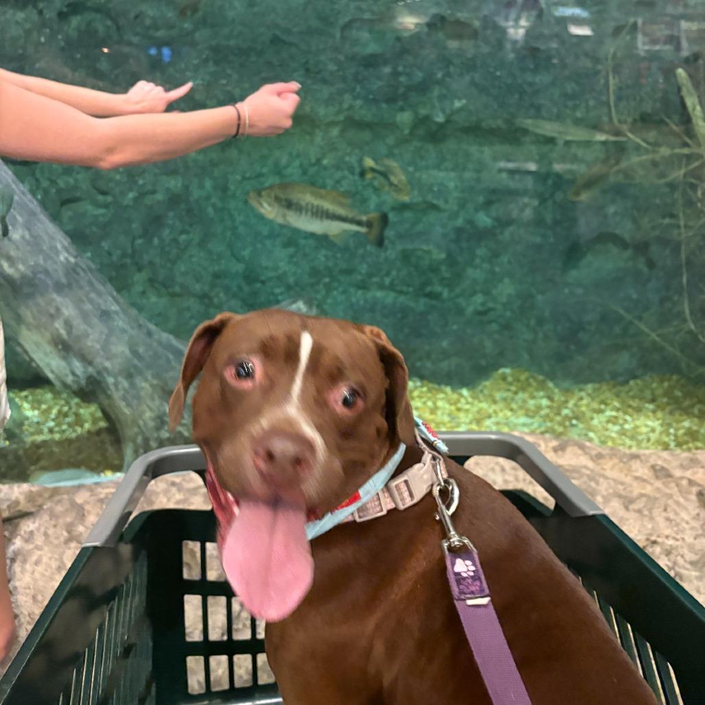 Snickerdoodle, a Adoptable Mixed Breed in Gainesville, FL image 6/6