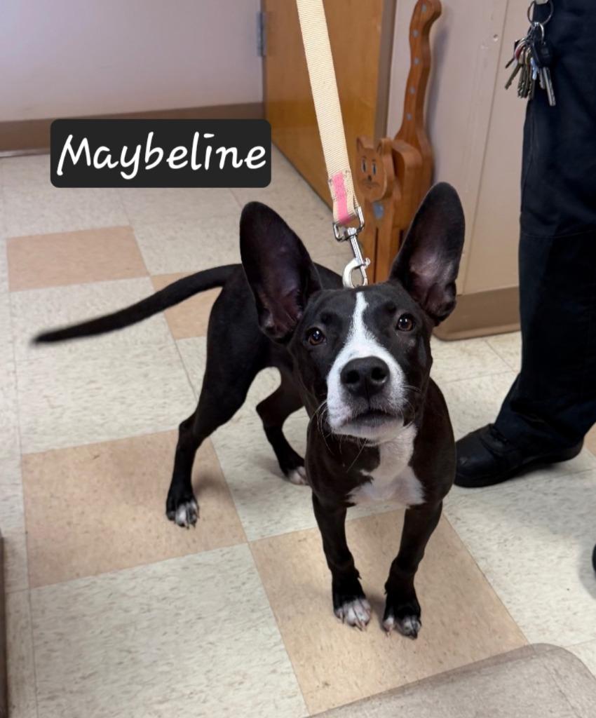 Enlarge Maybeline, a Adoptable mixed breed in Maumelle, AR image 1/6