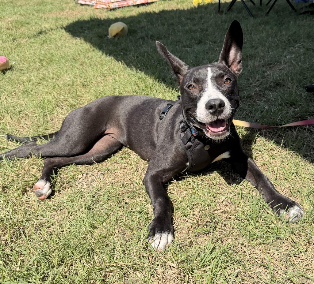 Enlarge Maybeline, a Adoptable mixed breed in Maumelle, AR image 2/6