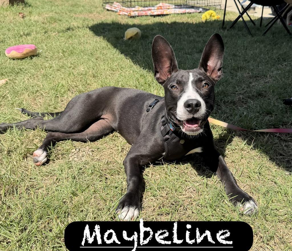 Enlarge Maybeline, a Adoptable mixed breed in Maumelle, AR image 3/6