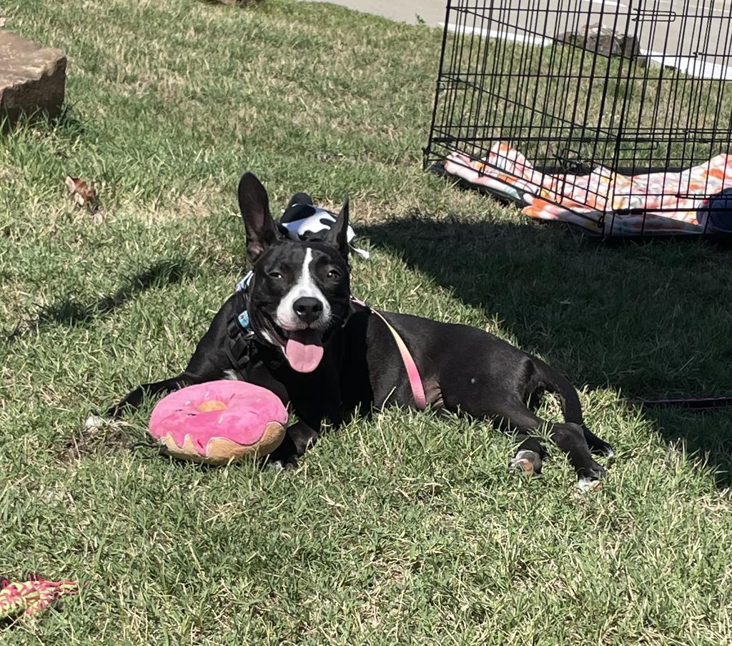 Enlarge Maybeline, a Adoptable mixed breed in Maumelle, AR image 4/6