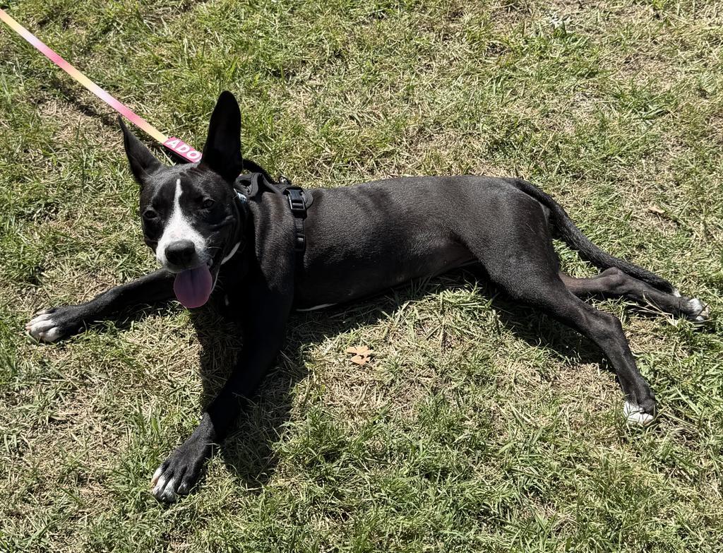 Enlarge Maybeline, a Adoptable mixed breed in Maumelle, AR image 5/6