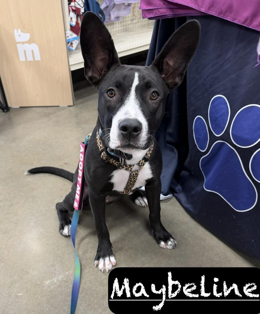 Enlarge Maybeline, a Adoptable mixed breed in Maumelle, AR image 6/6