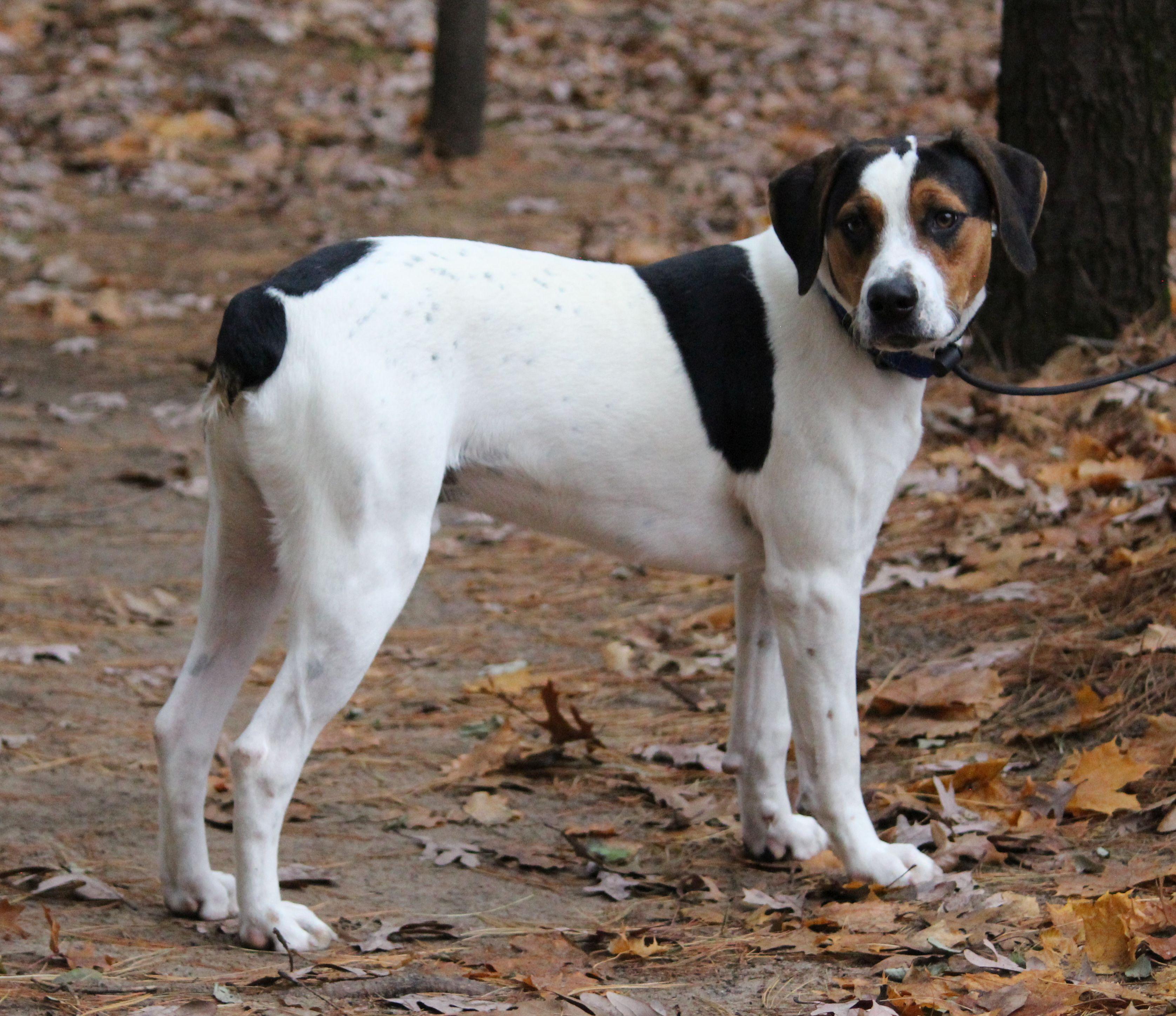 Stevie, Adoptable, Young Male Beagle.