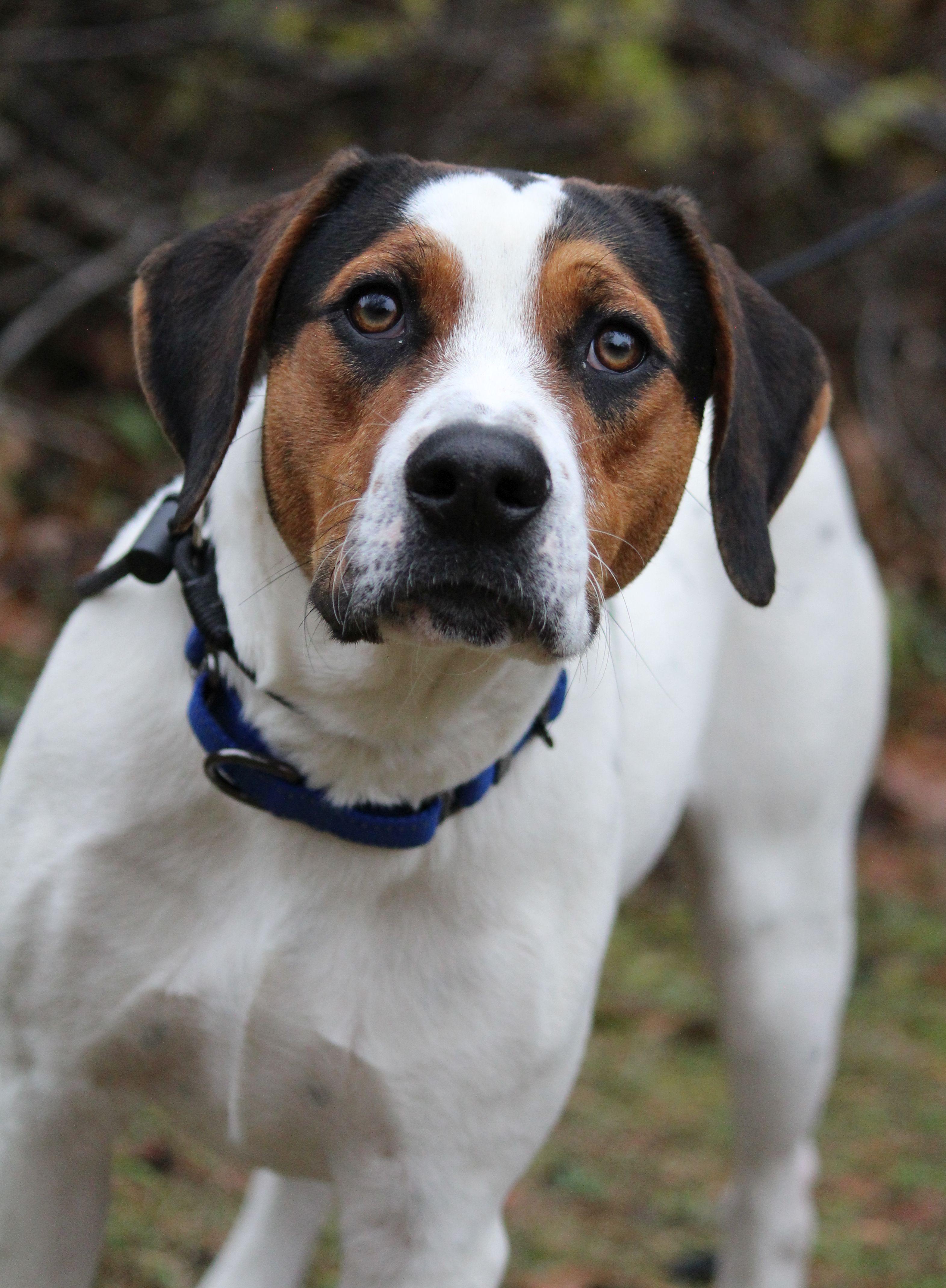 Enlarge Stevie, a Adoptable mixed breed in Portage, WI image 2/6