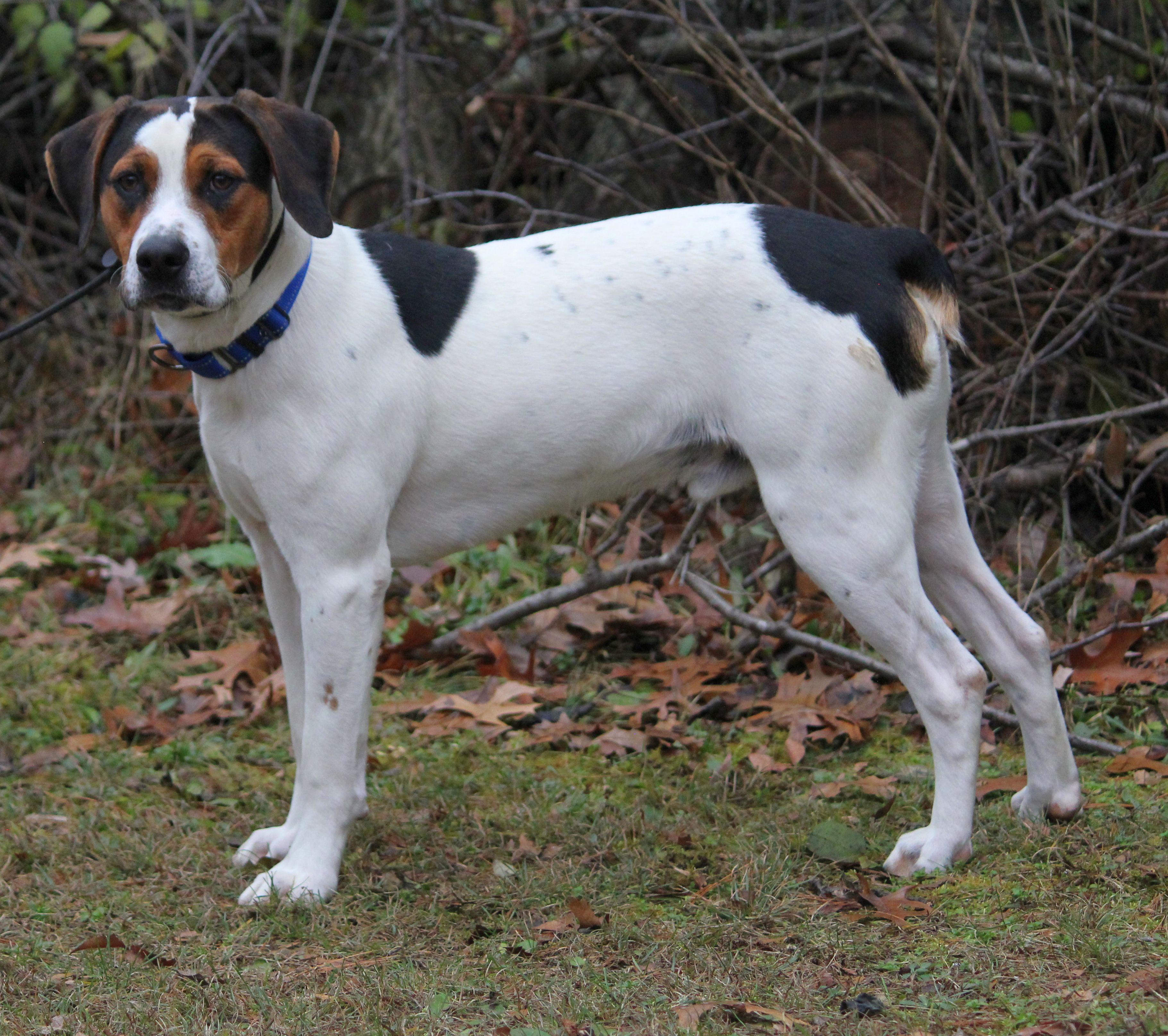 Enlarge Stevie, a Adoptable mixed breed in Portage, WI image 3/6