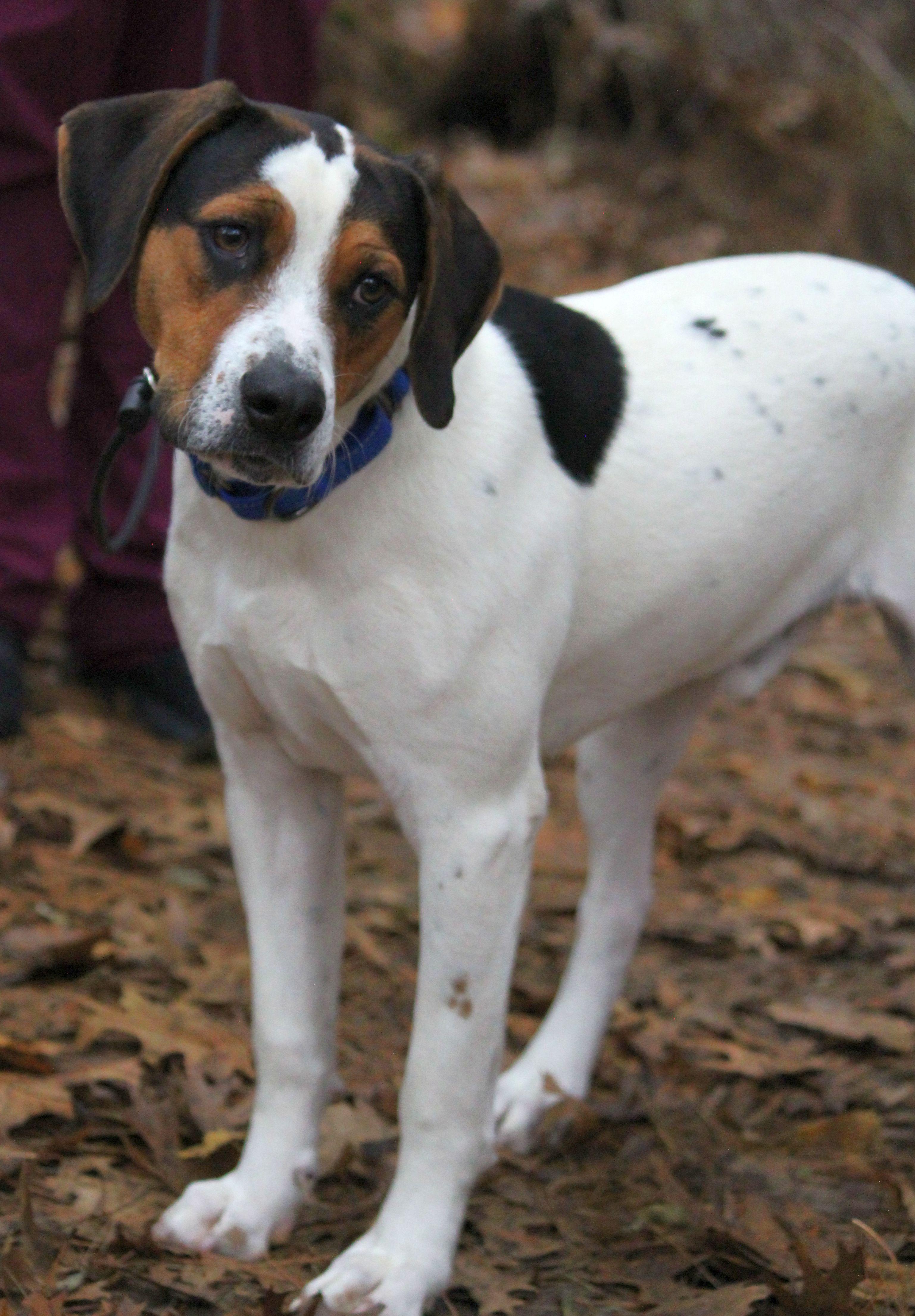 Enlarge Stevie, a Adoptable mixed breed in Portage, WI image 4/6