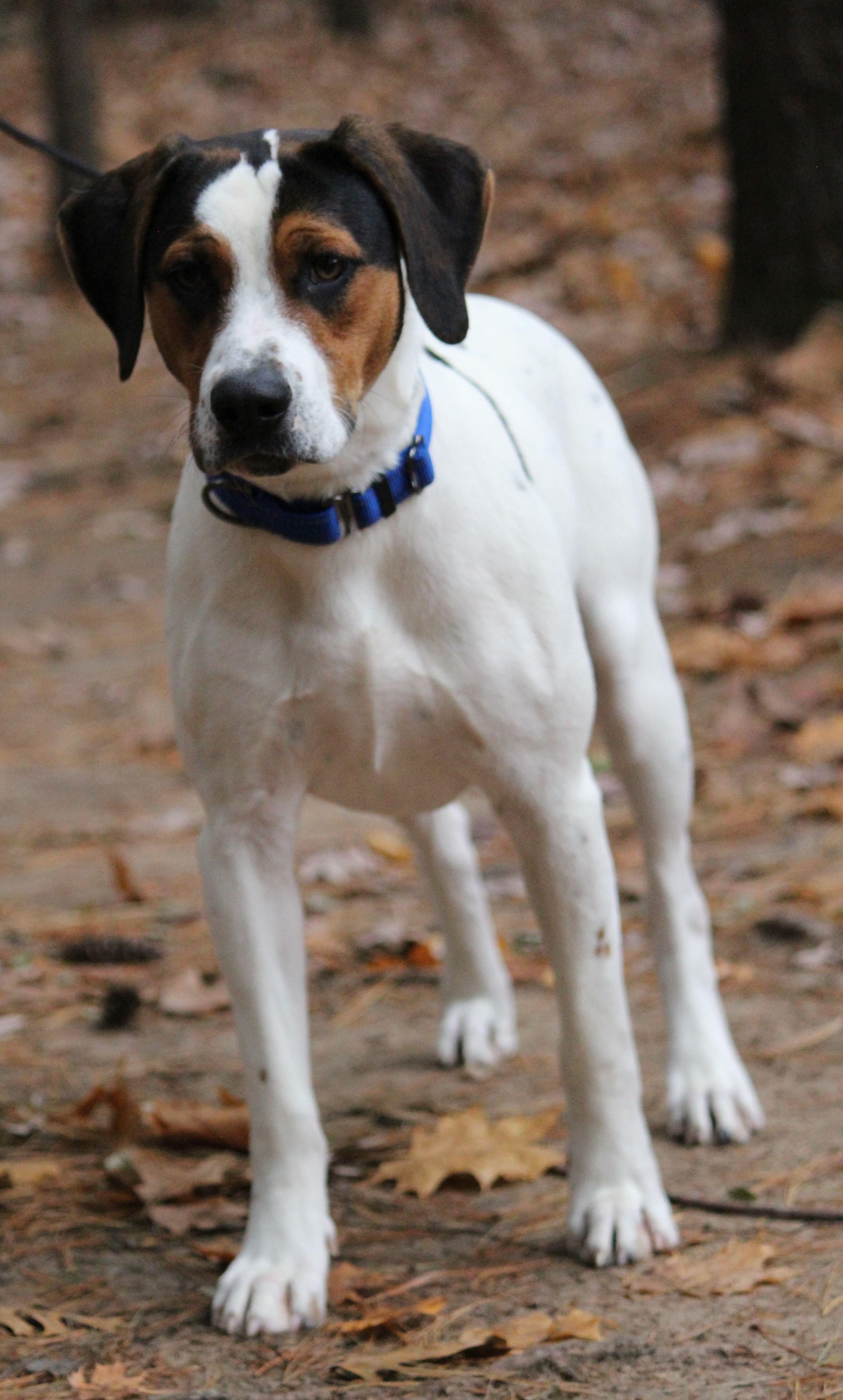 Enlarge Stevie, a Adoptable mixed breed in Portage, WI image 5/6