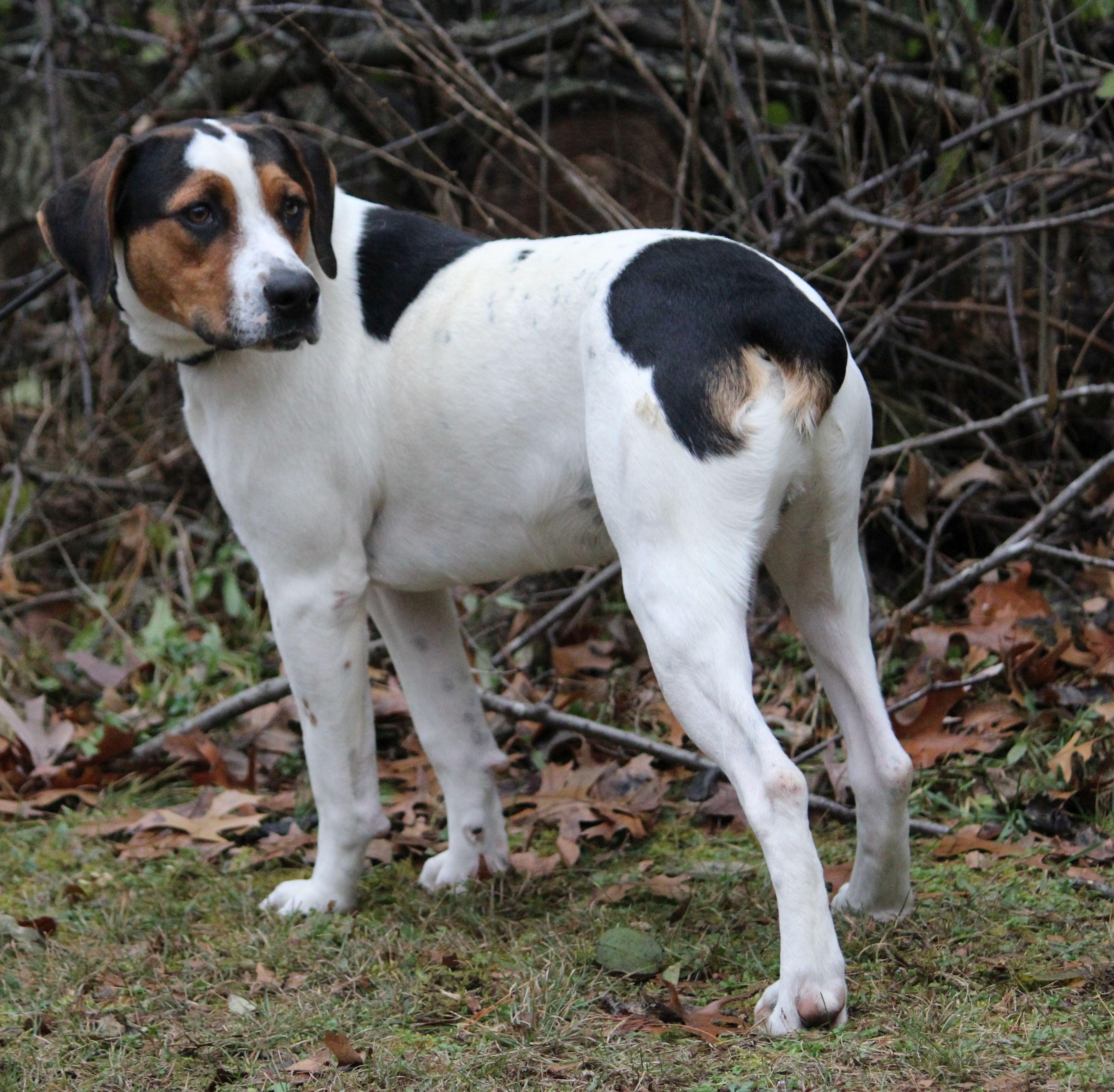 Enlarge Stevie, a Adoptable mixed breed in Portage, WI image 6/6